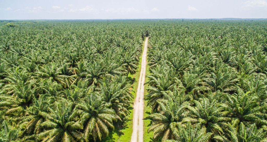 Making palm oil a more sustainable and ethical commodity