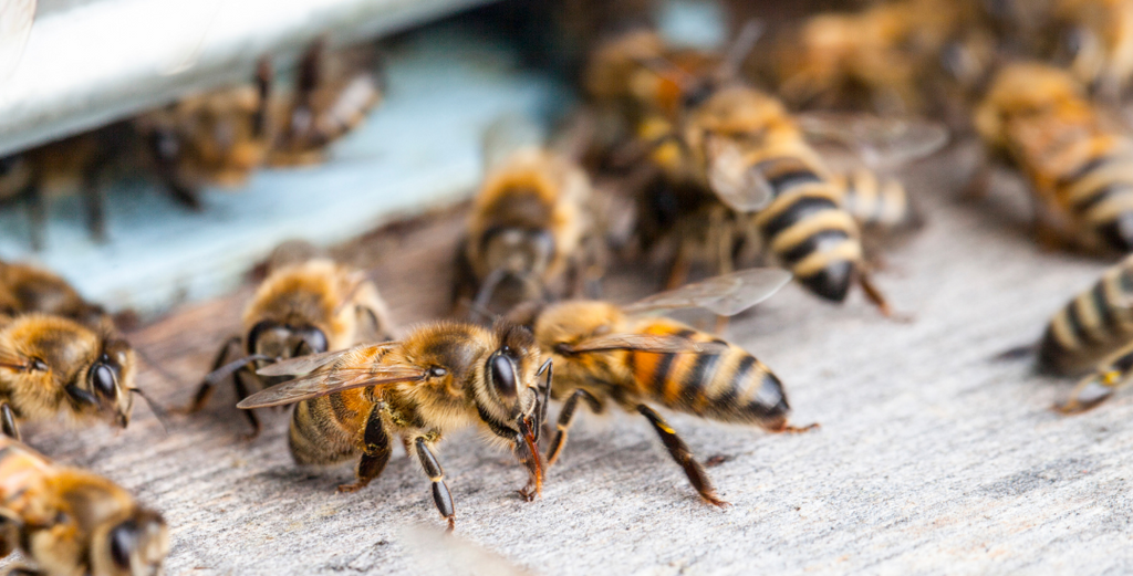 The importance of bees and how to keep them safe