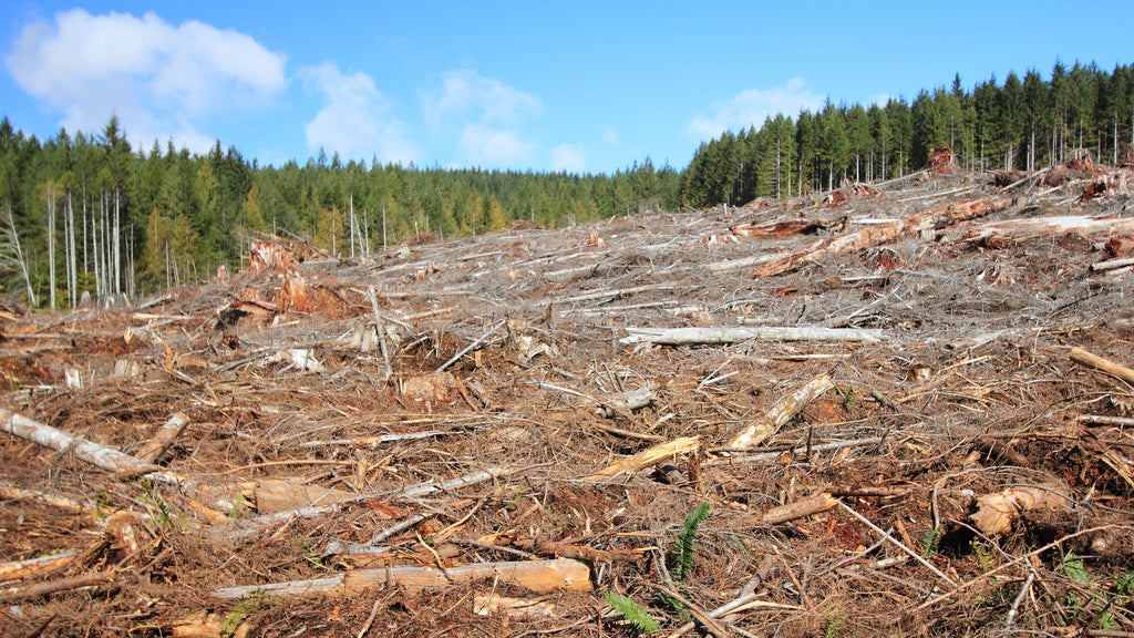 These 5 Everyday Products Are Causing Massive Deforestation