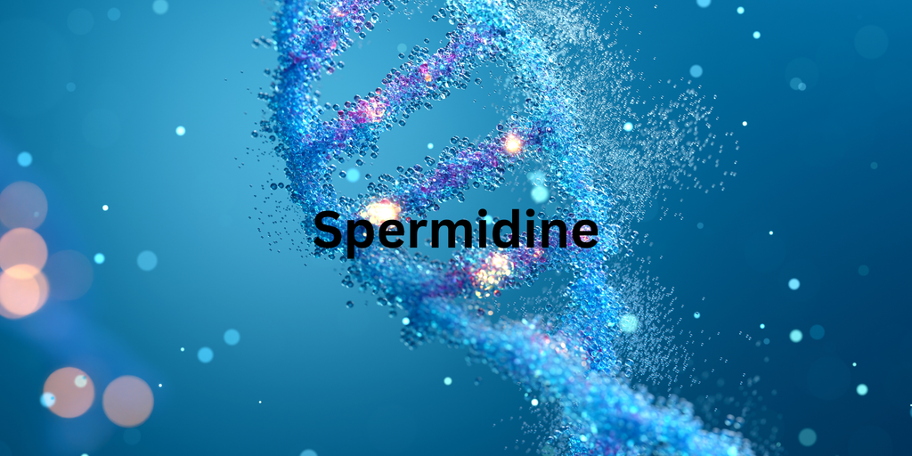 Spermidine Supplement: The Cellular Longevity Nutrient for Healthy Aging