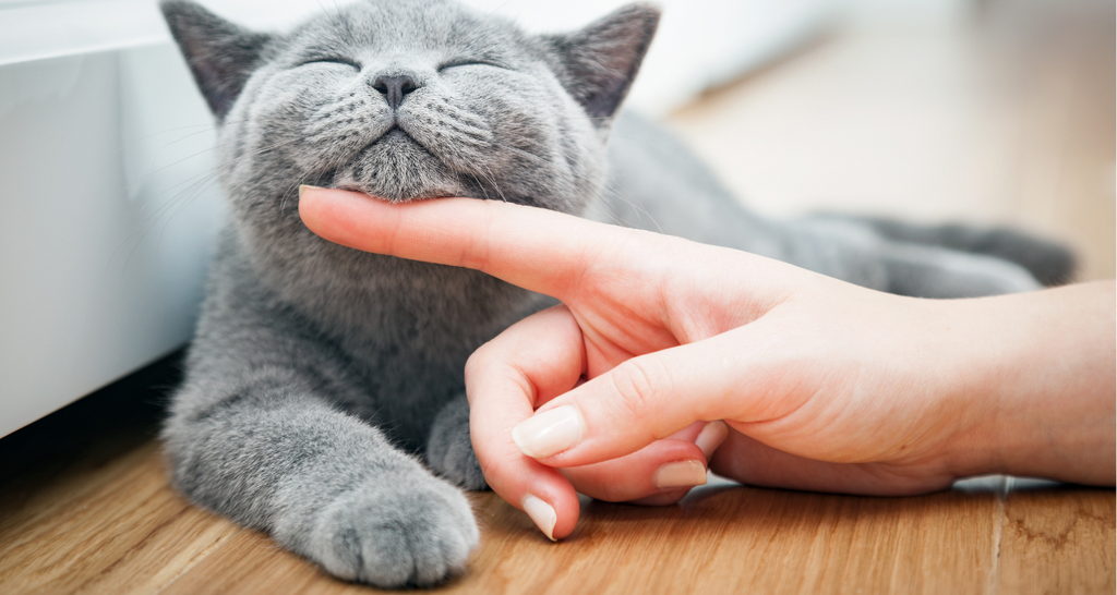 Do Cats Need Vitamins and Supplements?