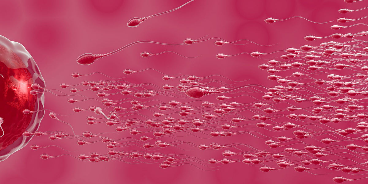 Boosting Male Fertility Naturally Remedies for improving sperm