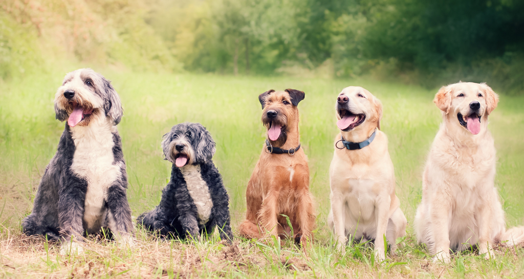 Methylene Blue for Dogs: A Powerful Tool for Healing and Recovery