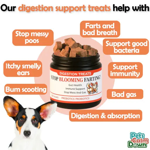 digestive supplements for dogs - Probiotic support for gut health, digestion and immunity in dogs and puppies. Buy dog probiotic tablets to support digestion, bloating, and stomach upset.